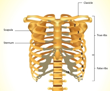 Chest Anatomy Diagram
